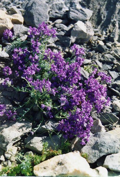 Linaria alpina photo